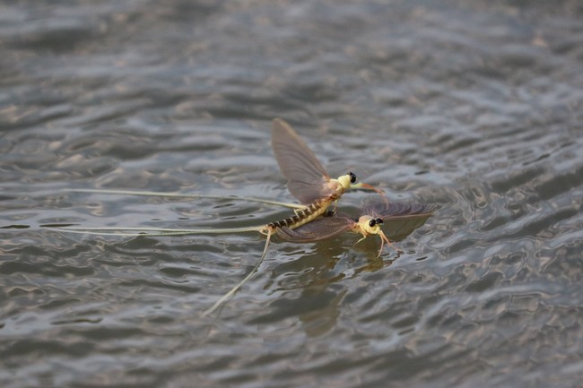 Spotted Flycatcher - Photo by György Pósfai Spotted Flycatcher image